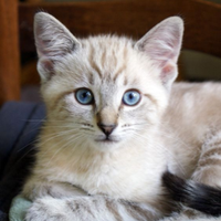 Gatto siamese