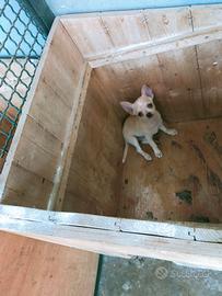 chiwawa 