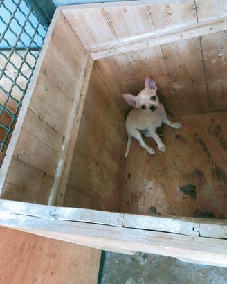 chiwawa 