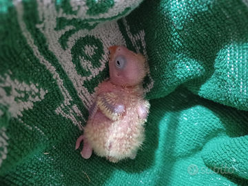 Pullo inseparabile fischer