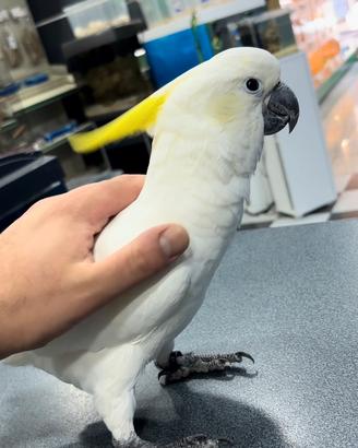 Cacatua galerita elonora