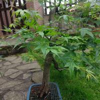 Bonsai Acero Palmato