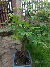 Bonsai Acero Palmato