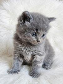 Gattini scottish