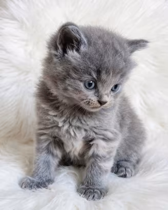 Gattini scottish