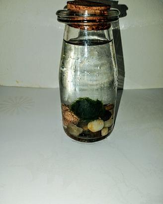 Mini acquario alghe marimo cm 5,5 x H 13