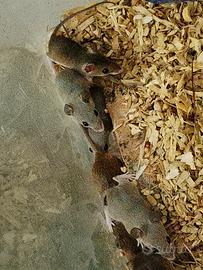 Topo pigmeo africano -Mus minutoides