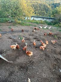 Galline 2/3 anni