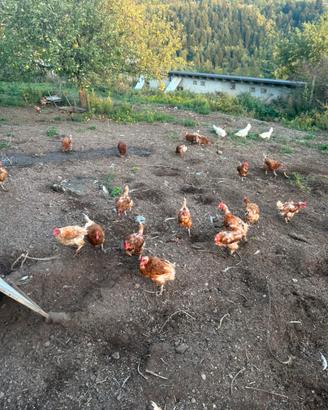 Galline 2/3 anni