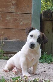 Cucciola di jack Russell