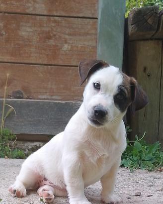 Cucciola di jack Russell