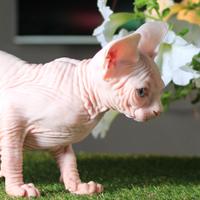 Sphynx femmina pedigree