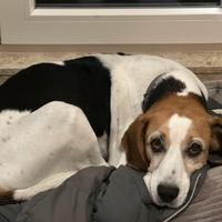 Beagle