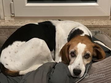 Beagle