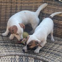 Jack Russell