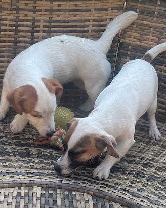 Jack Russell