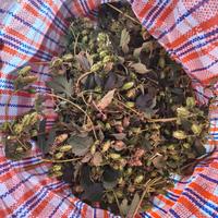 Pianta di luppolo o rizomi