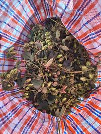 Pianta di luppolo o rizomi