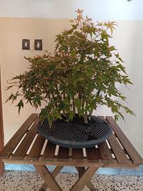Bonsai,PreBonsai, Boschetto Acero Palmato Giappone