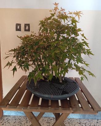 Bonsai,PreBonsai, Boschetto Acero Palmato Giappone