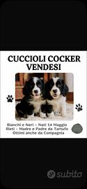 Cuccioli di Cocker senza pedrigree
