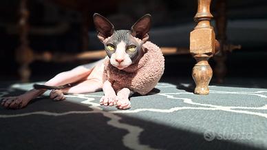 Gatto Sphynx da Monta