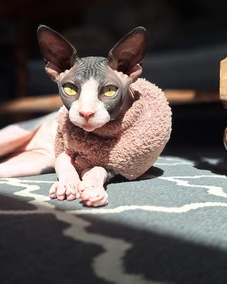 Gatto Sphynx da Monta