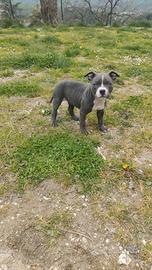 Cuccioli di american Pitt bull terrier