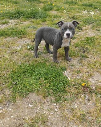 Cuccioli di american Pitt bull terrier