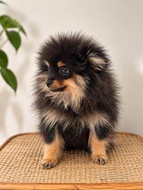 Cucciolo Volpino di pomerania toy - maschietto