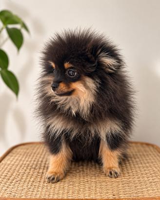Cucciolo Volpino di pomerania toy - maschietto