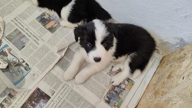 Cuccioli di border collie con pedigree