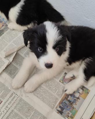 Cuccioli di border collie con pedigree