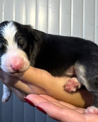 Cucciolo pedigree pastore australiano