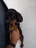 cucciolo-di-bassottino-nano-con-documenti