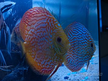 Discus