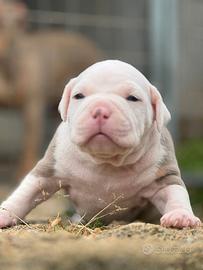 American pitbull terrier