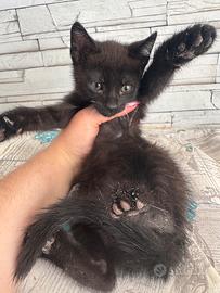 Gatto nero