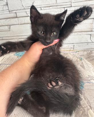 Gatto nero