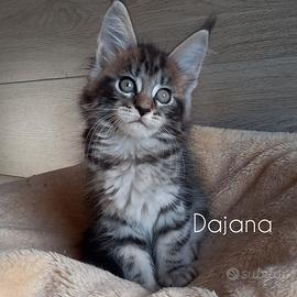 Maine coon cuccioli