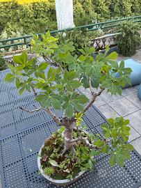 Bonsai di Ippocastano