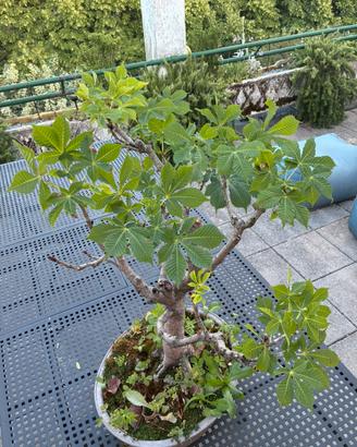 Bonsai di Ippocastano