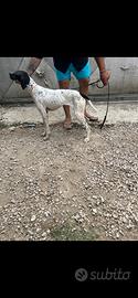 Pointer inglese
