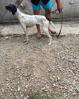 Pointer inglese
