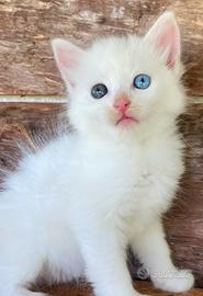 Gattina cucciola OCCHI IMPARI simil Norvegese