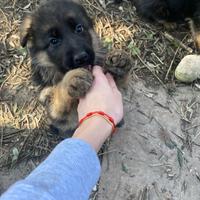 Cuccioli pastore tedesco