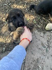 Cuccioli pastore tedesco