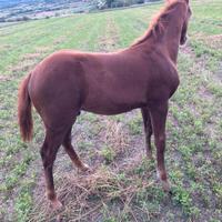Cavallo quarter puledro