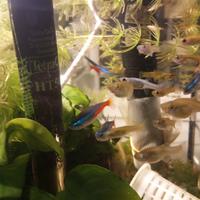 Pesci acquario neon 2 cad