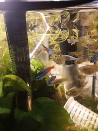 Pesci acquario neon 2 cad